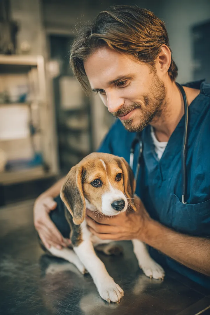 Man in his 20s cradling his beagle puppy while a veterinarian checks the puppy's ear during an exam